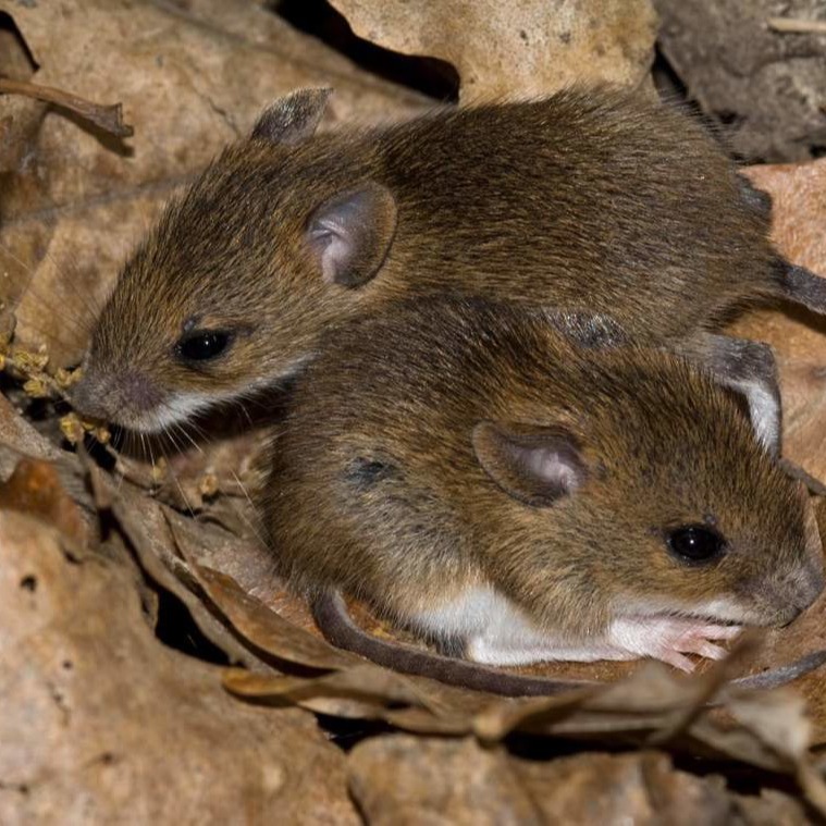 Уничтожения мышей в частном доме в Арзамасе?