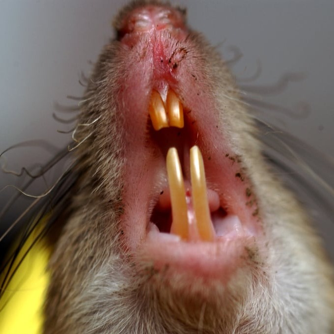 Дератизация крыс в Арзамасе?